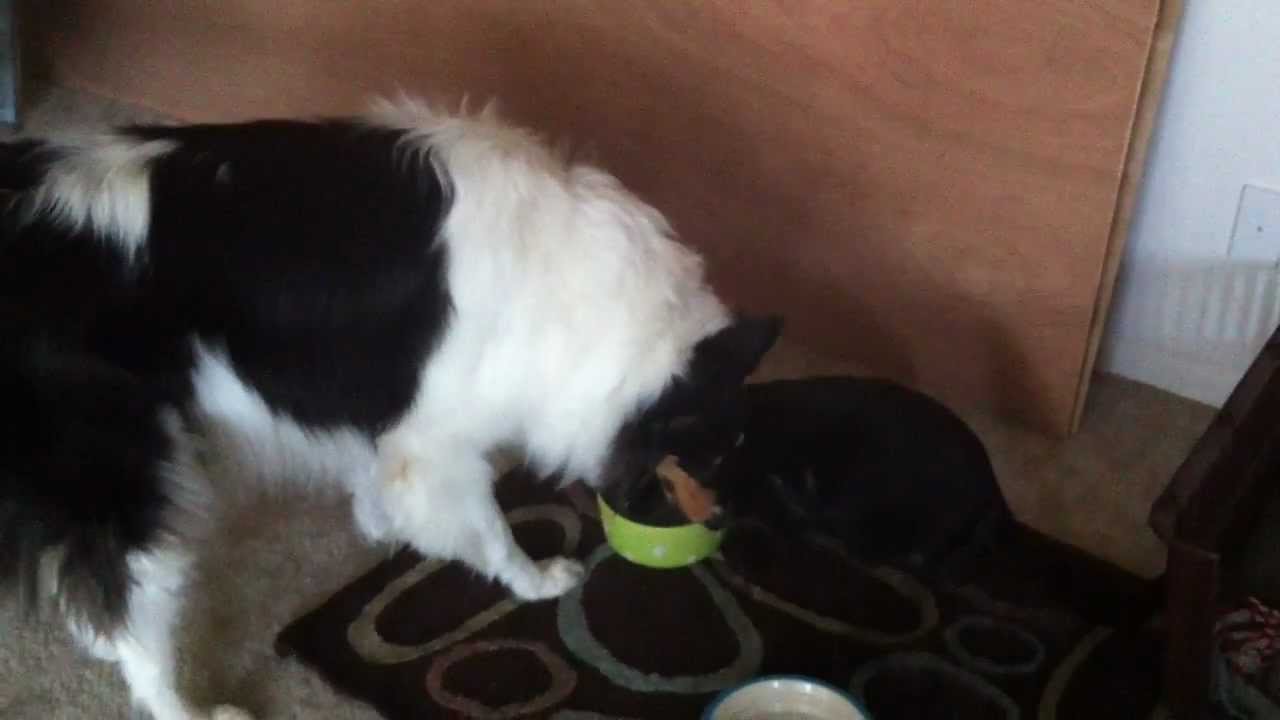 Dog and Cat Share Drinking Water YouTube