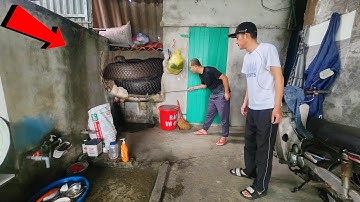 Cuộc Gọi Khẩn Cấp Từ Người Dân Nhìn Thấy Rắn Hổ Mang Vào Trong Bếp.