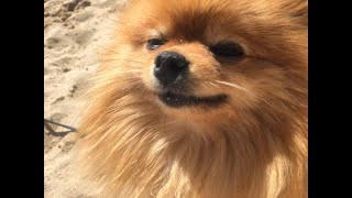 !!!WOW!! Orange POMERANIAN in the SEA!! by ShirliMur 124 views 1 year ago 17 minutes