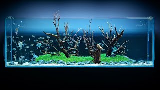 650 LITER ANGELFISH AQUASCAPE  4K CINEMATIC  GREEN AQUA