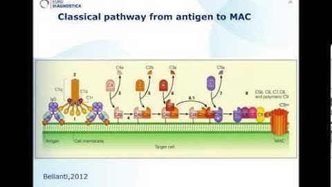 Complement System Webinar 23APR13