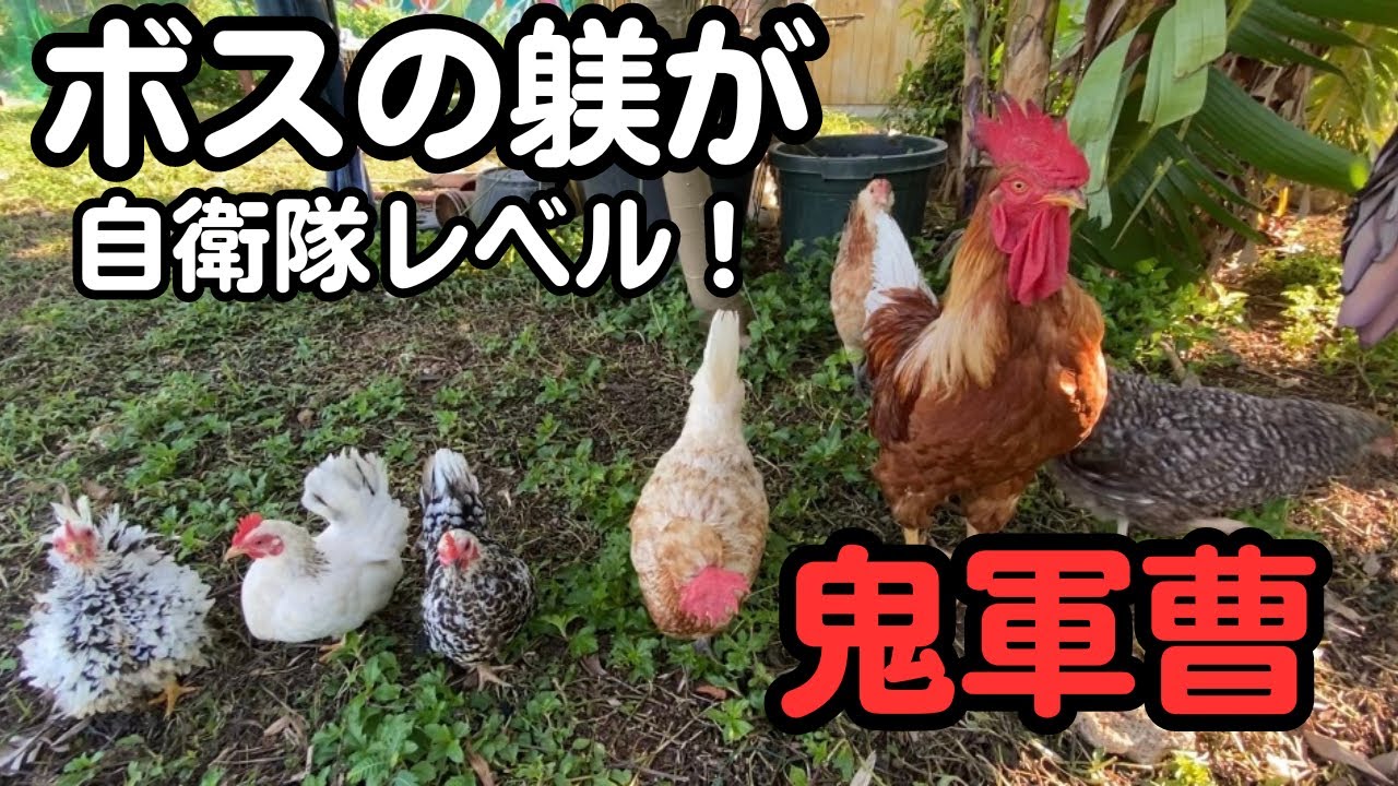 ニワトリの病気 ニワトリの病気！寄生虫について/ボス鶏は鬼軍曹【ニワトリ飼育