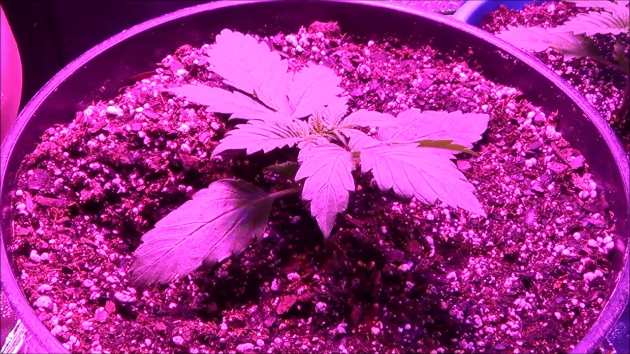 Feeding seedlings nutrients wk 3 ilgm goldleaf/blueberry autoflower/jack herer
