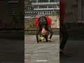 Leilani Franco: The woman who defies the impossible with her body #shorts #superhuman #contortion