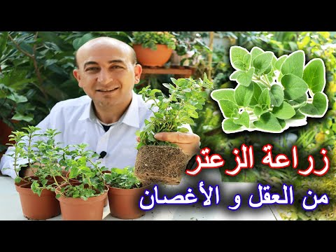 فيديو: إكثار الزعتر - كيفية إكثار نباتات الزعتر