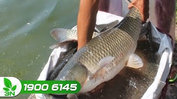 Bệnh thường gặp ở cá trắm cỏ trong mùa mưa bão | VTC16