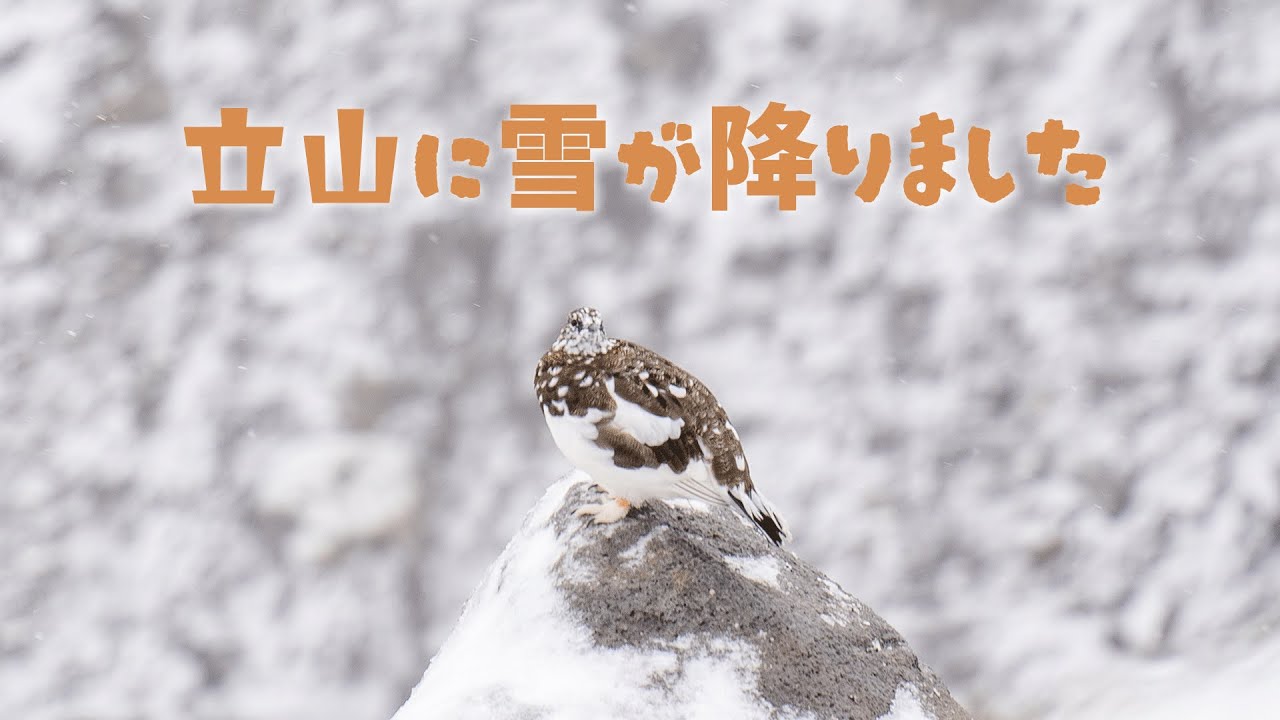 【初雪｜立山】土砂降りから一転！母が感動した雷鳥との奇跡的な出会い。宿泊：みくりが池温泉