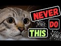 One thing you should never do around your cat