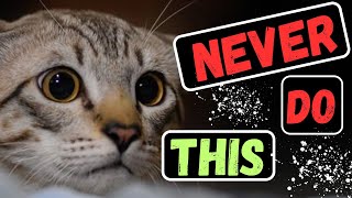 One Thing You Should NEVER Do Around Your Cat