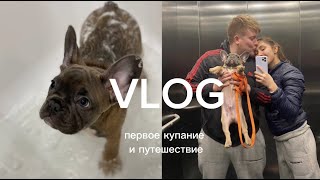 ПЕРВОЕ КУПАНИЕ ЩЕНКА / УЧИМ КОМАНДЫ / ПОЕХАЛИ НА МАШИНЕ В ТАТАРСТАН