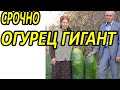 СРОЧНО ТУРКМЕНИСТАН.В ТУРКМЕНИСТАНЕ ВЫРАСТИЛИ ОГУРЕЦ ГИГАНТ