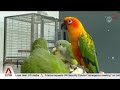 NParks receives average of more than 800 pet parrot-related feedback cases annually