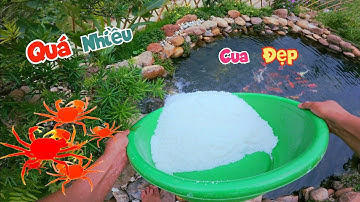 Đổ Muối Xuống Hồ Cá Koi Và Được Tặng Rất Nhiều Của Đỏ Đẹp Siêu To Khổng Lồ / Quế Nghịch