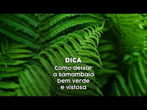 Vídeo: Cuidados, propagação e características da samambaia mãe tropical