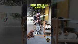Köpeği̇me Kedi̇ Saldiriyor ? Sevgi, Türün Değil Ruhun Dilidir. Sait Emre Güneş