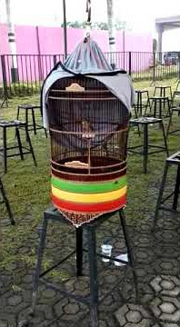 Branjangan NMAX / batman in kejurnas branjangan nusantara