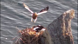 Magadan Steller Sea Eagles ~ Rolling The Egg & Changing Of The Guard for Maga & Dana! 🐦 💕 4.23.22
