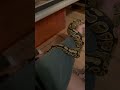#snake #reptiles #pet #tattoo