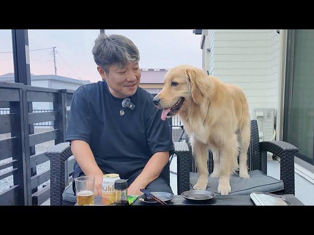 Amazing! In fact, 90% of them are ruined. [Golden Retriever Japan
