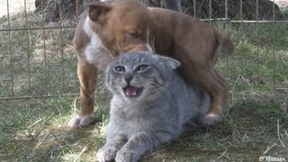 10 Pit Bull Puppies and 1 Brave Kitten and 1 Happy Pug! by Outstanding Videos 13,605,411 views 11 years ago 1 minute, 58 seconds