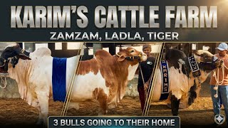 NEW ENTRY OF BIG BULL JUST 2 DANT || CLIENT REVIEWS || LOADING FROM FARM || Alhamdulillah