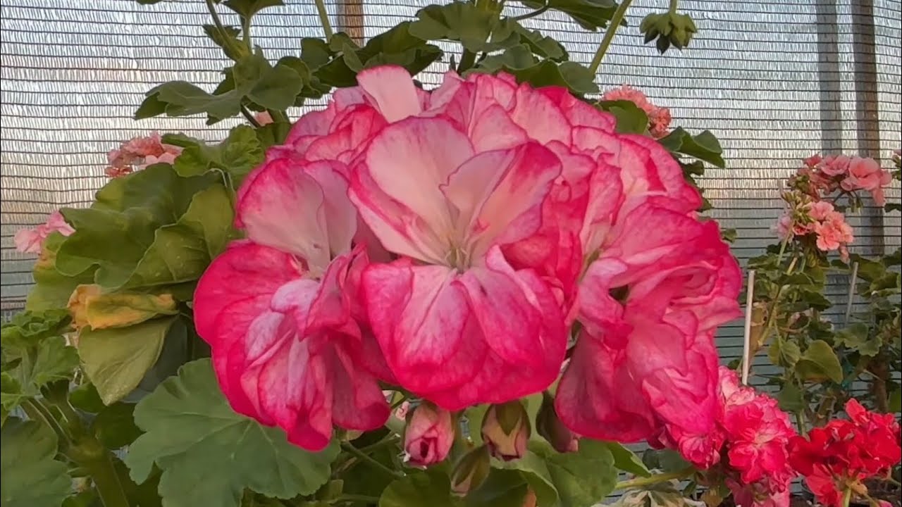 Итоги сезона 2025. Кого исключить из коллекции и мои ошибки в выращивании пеларгоний. 