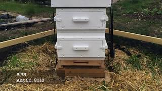 Warre Hive - British honey bees