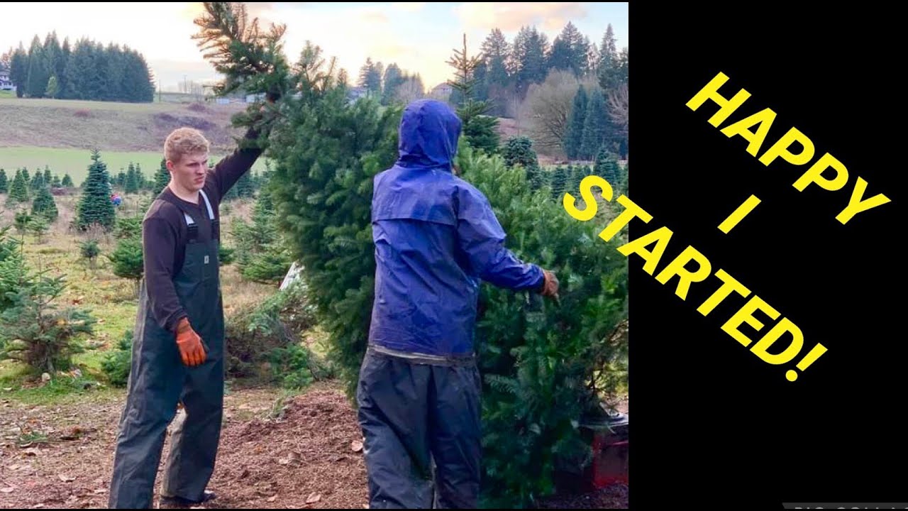 Christmas tree farming: The story of how and why I started. - YouTube