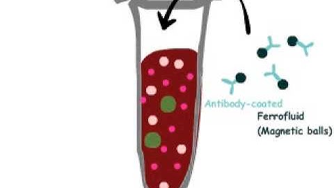 cellsearch method for CTC detection