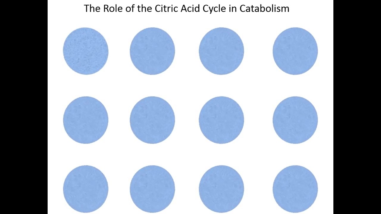 Lecture 14C: The Role of the Citric Acid Cycle in Metabolism