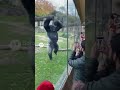 Gorilla Smashes the Zoo Glass in a Terrifying Moment! 😱🦍#zoo #wildlife #animals #shorts  #shortvideo