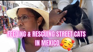Feeding & Rescuing Street Cats in Isla Mujeres, Mexico 🇲🇽🐈 by Adelle Ramcharan 605 views 1 year ago 7 minutes, 44 seconds