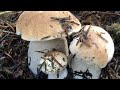 เก็บเห็ดเผิ้งหวานแป๊บเดียวเต็มตะกร้าเยอะมากผ#Picking porcini mushrooms Denmark #8/9/20.