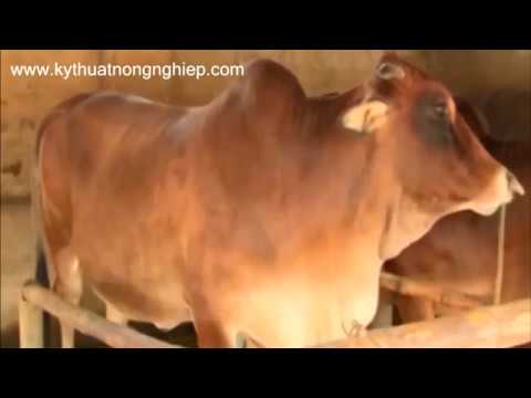 #1 Cách chọn bò để nuôi vỗ béo Mới Nhất