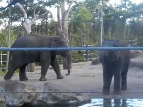 Elephant Mischief