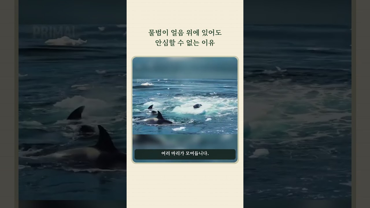 물범이 얼음 위에 있어도 안심할 수 없는 이유