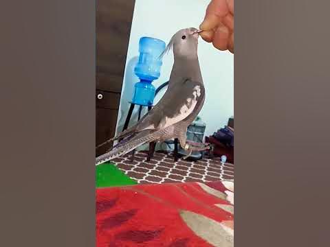 My Cockateil Jumping Slow Motion Looks Like! #shorts - YouTube