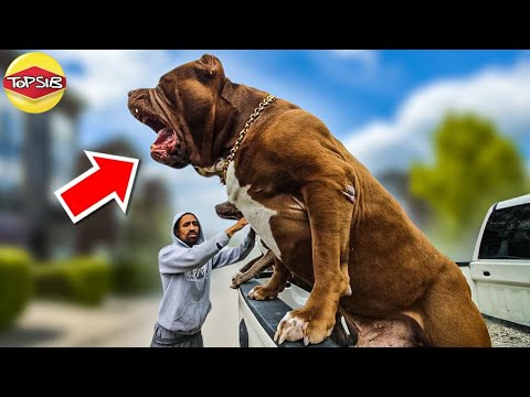 วีดีโอ: ลูกสุนัขที่ใหญ่ที่สุดมักจะโดดเด่นที่สุด?