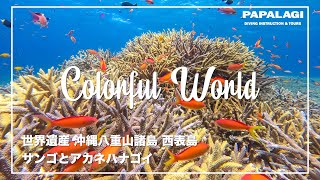 【ダイビング】アカネハナゴイ乱舞！サンゴに生きる魚たちのカラフルさに癒されてください。