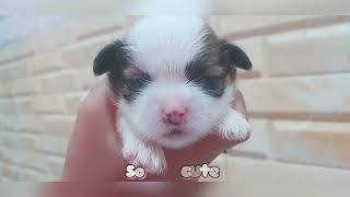 Shih tzu Puppies