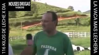 VACA BRASILEÑA DA 116 KILOS DE LECHE AL DIA!