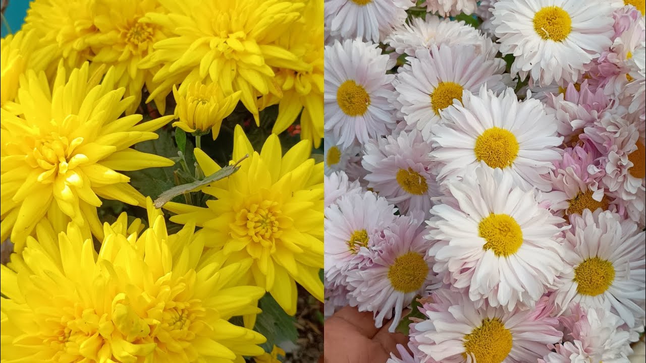 কোন যত্ন  ছাড়াই এই ধরনের চন্দ্র মল্লিকা গুলো ছাদ বাগান সাজিয়ে রাখে। খুব কম জায়গায় || amikheya 