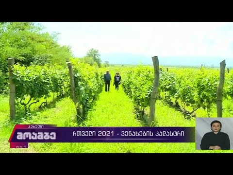 რთველი 2021 - ვენახების კადასტრი