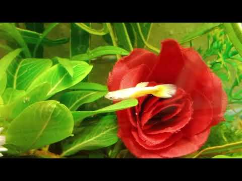 超白金孔雀魚