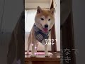 バンダナが…似合わない日本犬