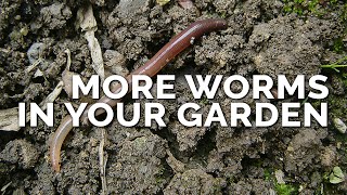 How to Attract More Earthworms To Your Garden (& Why They Matter)