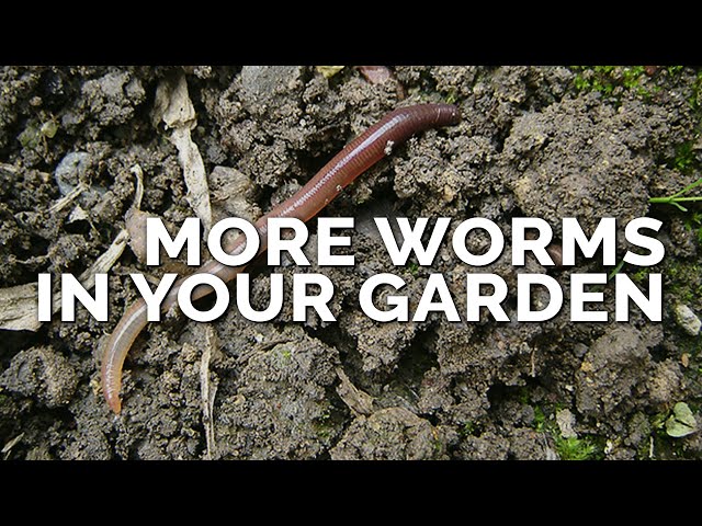 How to Attract More Earthworms To Your Garden (& Why They Matter) 