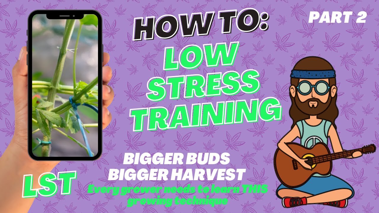 🌿 BIGGER BUDS, BIGGER HARVEST | Every grower needs to learn THIS growing technique