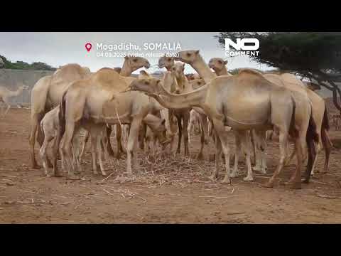 مزارع الإبل: دعم لتطوير اقتصاد الثروة الحيوانية في الصومال