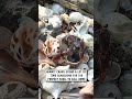 Hermit crab moves home 🐚😄                  🎥: TikTok / crustacean.plantation